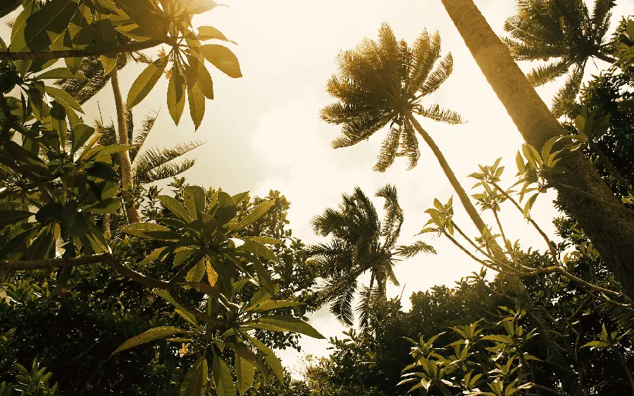 چاپ پوستر سفارش پوستر دیواری جنگل با قیمت مناسب و کیفیت عالی برای دکور