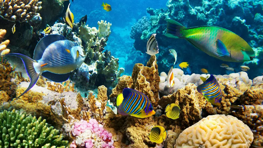 پوستر دیواری صخره مرجانی برای قاب گوشی با قیمت مناسب