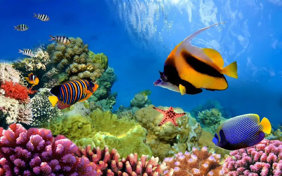 پوستر دیواری صخره مرجانی برای اتاق خواب با قیمت مناسب