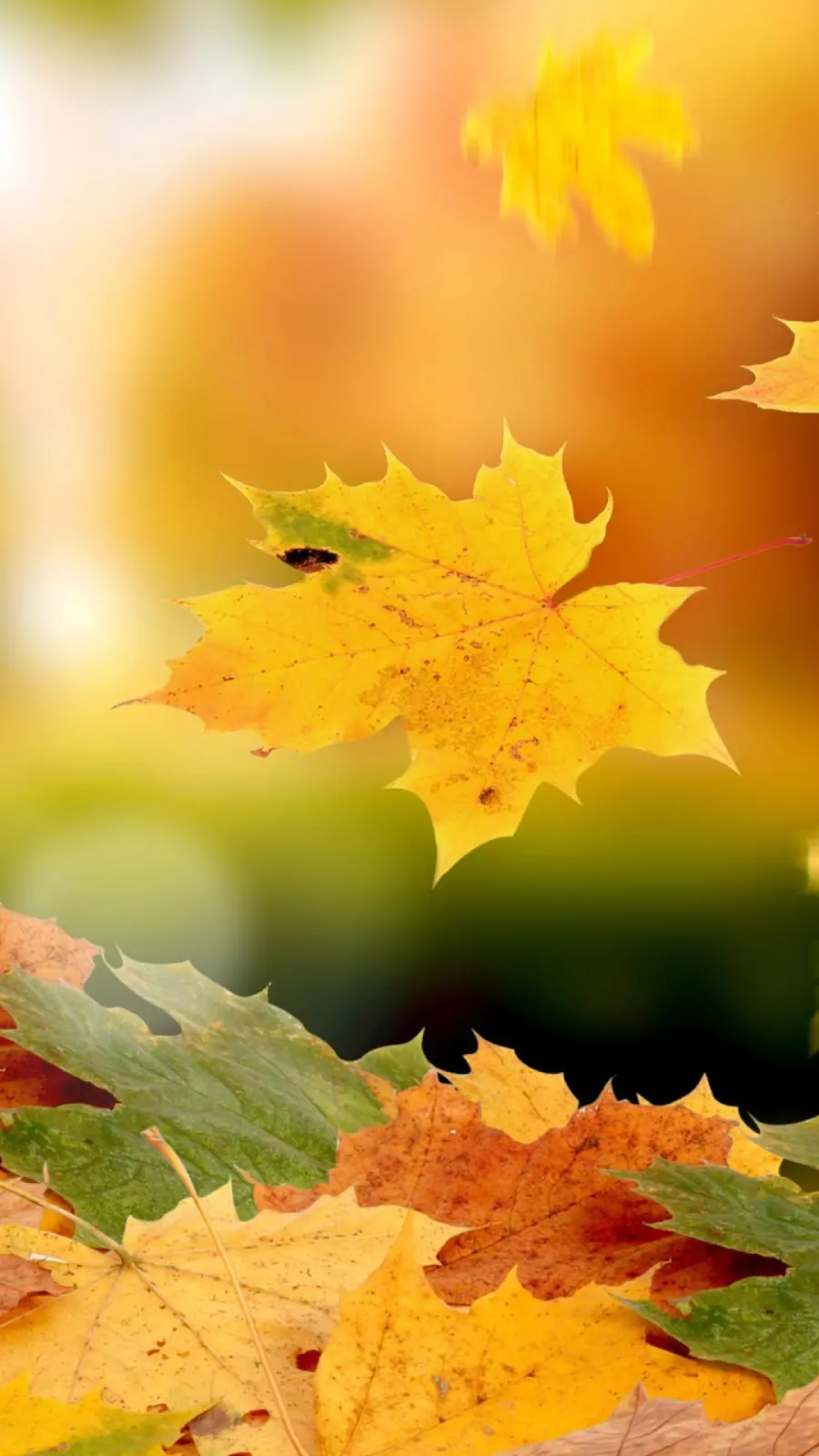 والپیپر 4K برگ افرا برای موبایل با کیفیت اولترا اچ دی