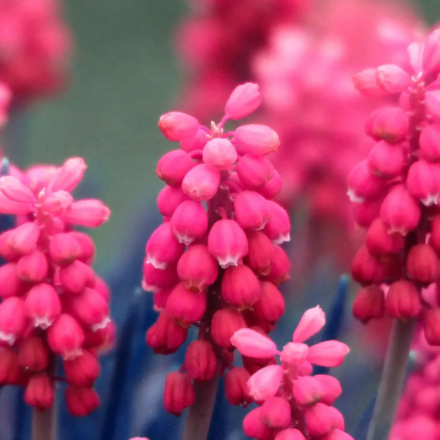 چاپ پوستر چاپ تخته شاسی سنبل با کیفیت بالا و قیمت مناسب