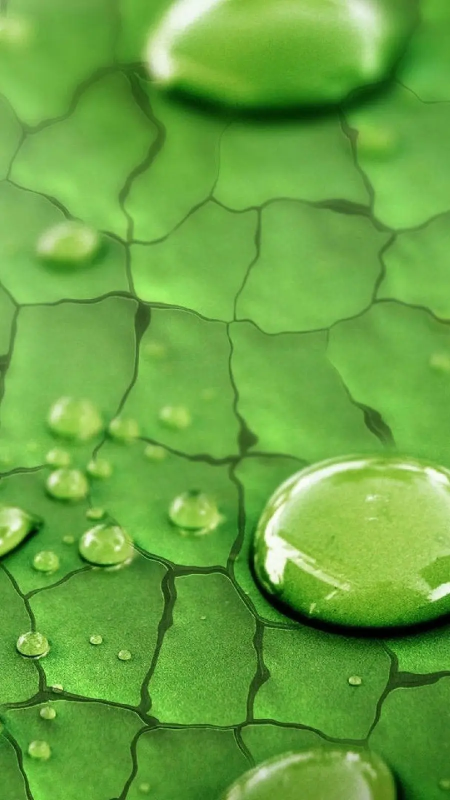 بک‌گراند برگ سبز فول اچ دی مخصوص والپیپر موبایل سامسونگ