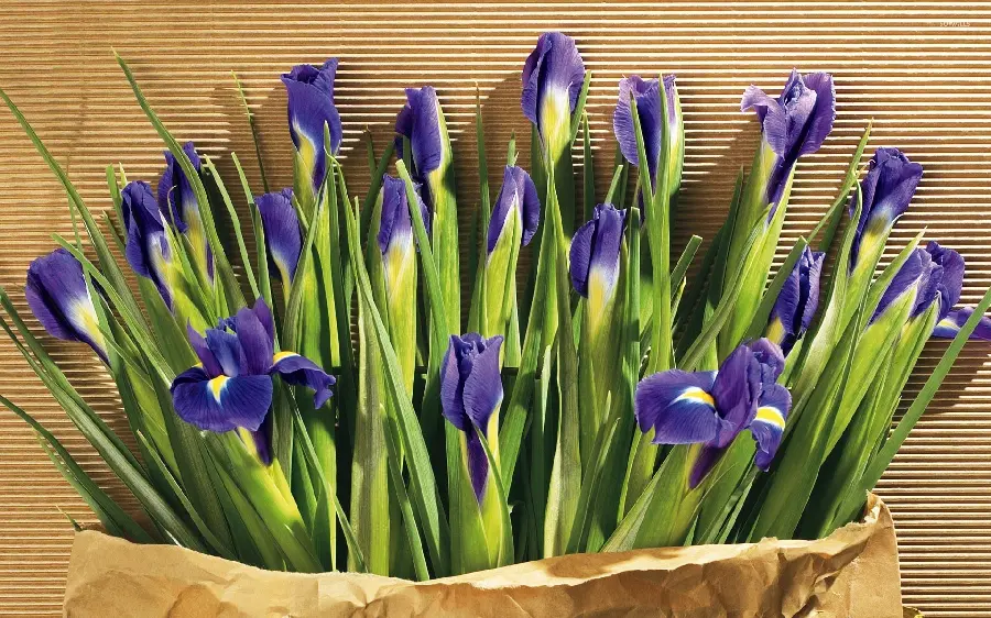 بک گراند دسکتاپ گل آیریس با کیفیت اچ دی و طراحی طبیعی