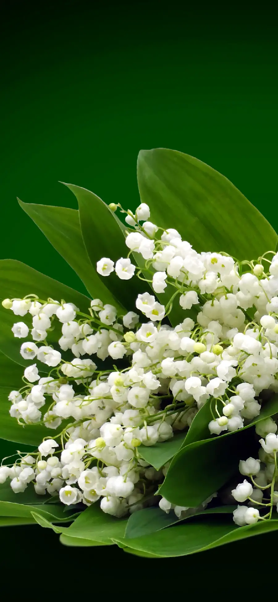 پوستر دیواری گل سوسن با قیمت ارزان برای اتاق