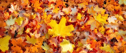 چاپ پوستر تصویر زمینه دو مانیتور برگ افرا با کیفیت عالی برای طراحی و چاپ