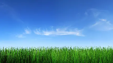 چاپ پوستر تصویر پس زمینه چمن و آسمان با کیفیت فول اچ دی برای دانلود رایگان