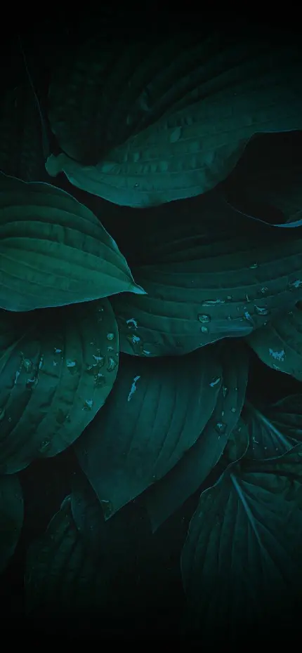 چاپ پوستر تصویر پس زمینه برگ با کیفیت اچ دی برای انواع موبایل