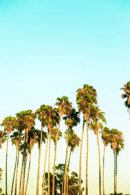 سفارش تابلو اورنج کانتی کالیفرنیا و درختان نخل