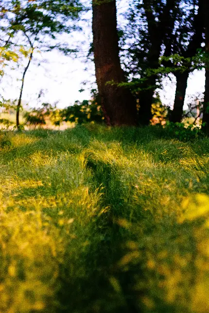 خرید تابلو گیاهان و نور آفتاب با قیمت مناسب برای اتاق خواب