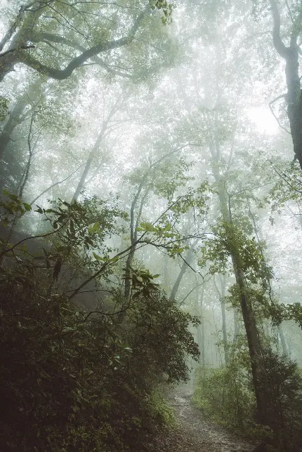 خرید تابلو دکوراتیو درخت در هوای بارانی و ابری