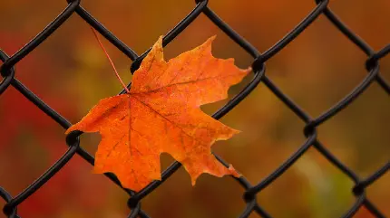 والپیپر دسکتاپ برگ افرا با کیفیت فول اچ دی برای دانلود رایگان