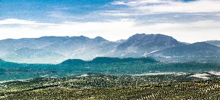 خرید تابلو دیواری منظره کوهستان و جنگل زیتون با کیفیت بالا