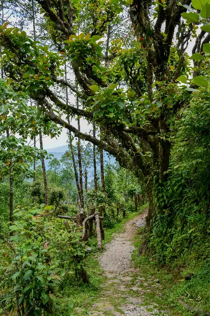 تصویر درخت کوه و تپه سبز با کیفیت بالا