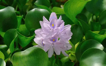 سفارش چاپ تابلو سنبل با قیمت ارزان و کیفیت عالی