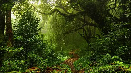 چاپ پوستر بک گراند دسکتاپ جنگل سبز با کیفیت 4K و مناسب برای تولید محتوا