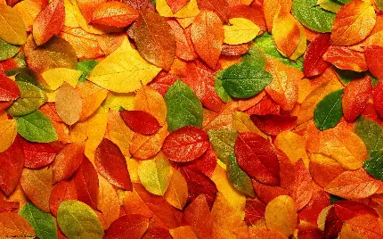 چاپ پوستر والپیپر برگ دسکتاپ اچ دی واید 2560x1600 با کیفیت بالا