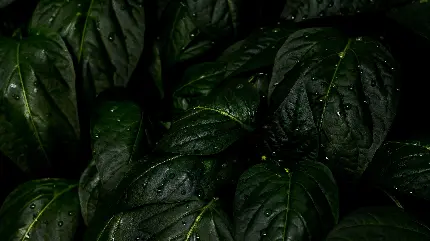 چاپ پوستر تصویر زمینه برگ 4K با رزولوشن بالا و مناسب چاپ