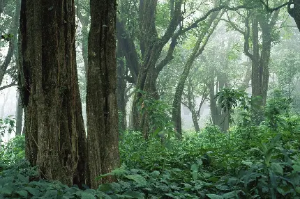 چاپ پوستر سفارش تابلو دکوراتیو جنگل با قیمت ارزان و کیفیت بالا برای اتاق