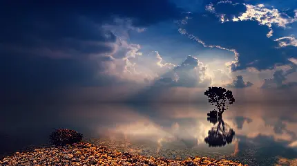 تابلو دیواری درخت با نور خورشید برای پذیرایی