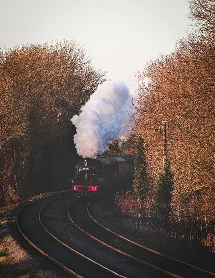 خرید تخته شاسی گم شده در جنگل با بهترین قیمت برای منزل