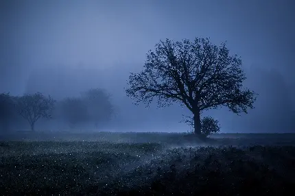 پوستر دیواری مه و درختان برای اتاق خواب با قیمت ارزان