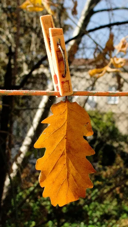 سفارش پوستر دیواری برگ های پاییزی با قیمت ارزان برای منزل