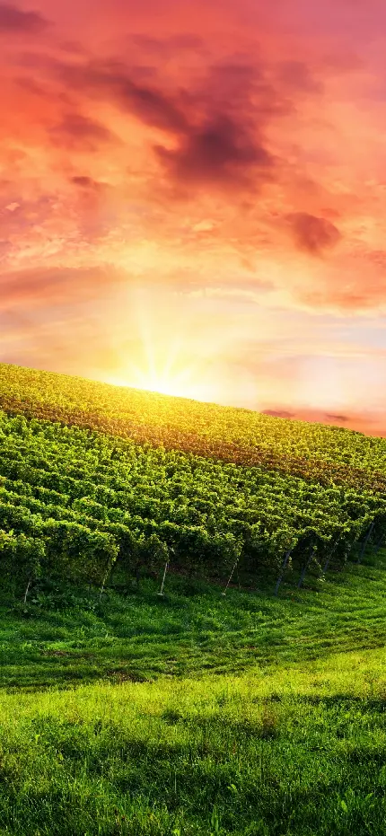 چاپ پوستر دیواری Man Made Vineyard برای پذیرایی