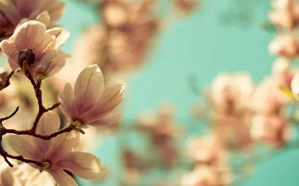 پوستر دیواری و شاسی عکس با طرح ماگنولیا برای سفارش با قیمت ارزان