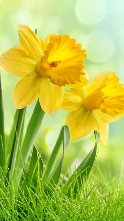 خرید تابلو منظره گل نرگس با کیفیت بالا برای پذیرایی