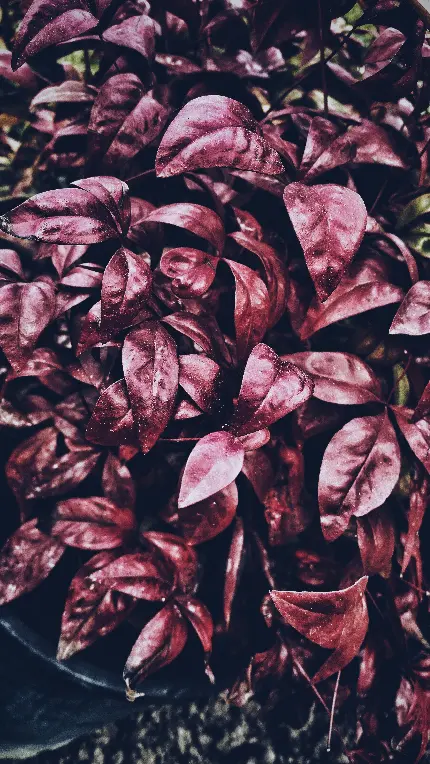 سفارش چاپ تابلو شاسی غذای قهوهای با قیمت مناسب برای اتاق خواب