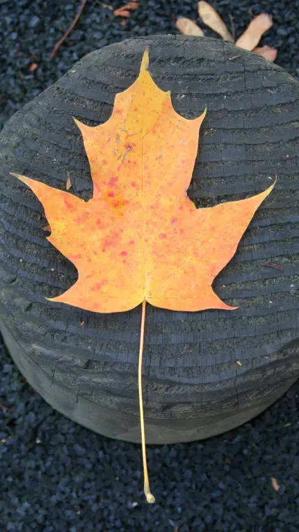 قاب موبایل آیفون 4K با عکس برگ افرا برای چاپ عکس روی قاب موبایل