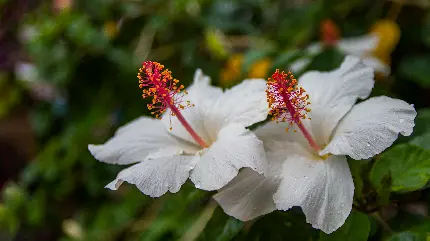 سفارش پوستر دیواری گل هاوایی سفید با کیفیت بالا و قیمت مناسب