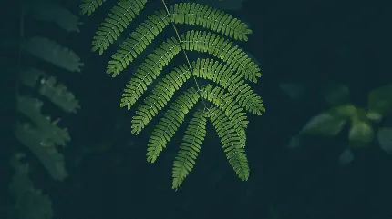 چاپ پوستر بک‌گراند برگ 4K دسکتاپ با کیفیت فوق العاده 3840x2160