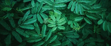 چاپ پوستر بک‌گراند برگ سبز برای دو مانیتور با کیفیت بالا و طبیعی