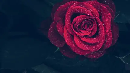سفارش پوستر دیواری گل رز با قطره شبنم برای پذیرایی