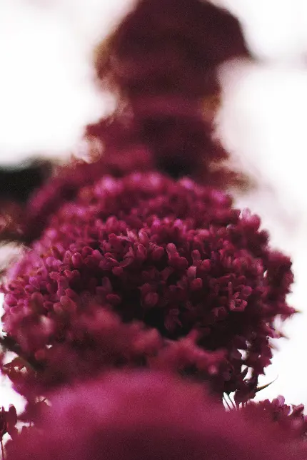 خرید تابلو شکوفه صورتی و گل بهاری با نمای نزدیک