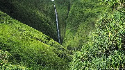 چاپ پوستر چاپ تخته شاسی جنگل با کیفیت عالی و بهترین قیمت برای اتاق