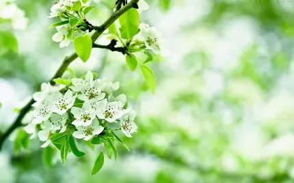 خرید تابلو شاسی طبیعت و منظره با قیمت ارزان