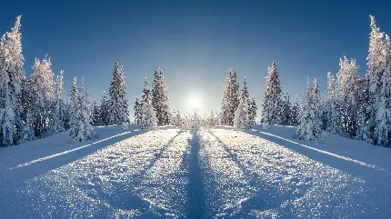 خرید پوستر دیواری طرح جنگل زمستانی با برف برای منزل