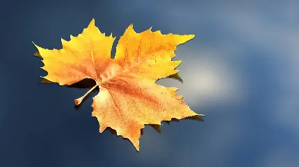 چاپ پوستر تصویر زمینه 4K برگ افرا با کیفیت بالا برای تولید محتوای بصری