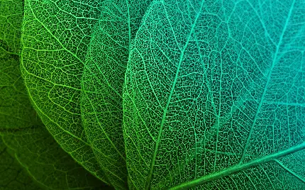 چاپ پوستر تصویر پس زمینه برگ سبز دسکتاپ رتینا با کیفیت اچ دی