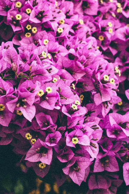 خرید تابلو دیواری گل های بنفش انبوه با قیمت مناسب برای منزل
