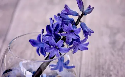 خرید تابلو سنبل با چاپ با کیفیت 4K و قیمت ارزان