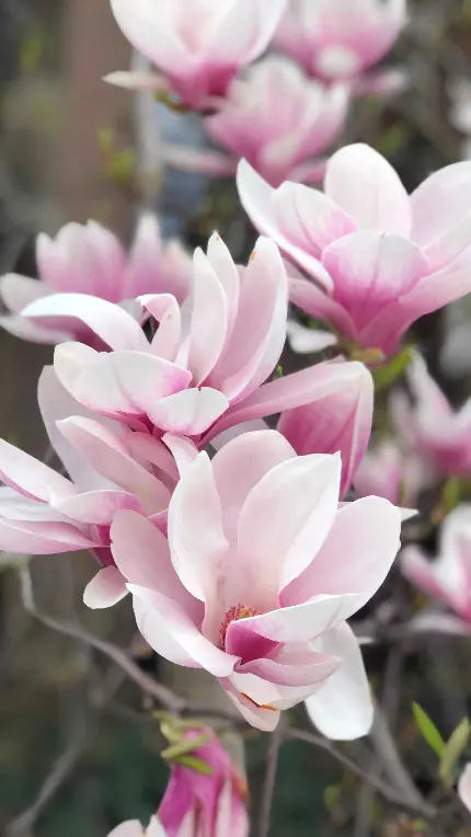 چاپ پوستر عکس گل ماگنولیا 4K ایده‌آل برای چاپ روی قاب موبایل آیفون