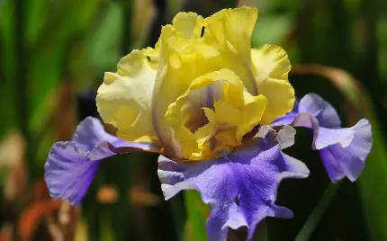 چاپ پوستر عکس پس زمینه دسکتاپ گل آیریس با کیفیت اچ دی و طراحی زیبا