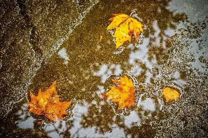 چاپ پوستر تصویر هنری برگ افرا با ابعاد خاص و کیفیت بالا برای چاپ