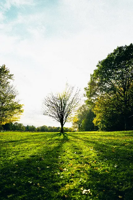 خرید تابلو طبیعت با نور طبیعی برای دکوراسیون پذیرایی