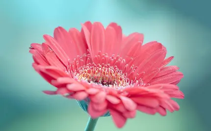 خرید تابلو دکوراتیو و پوستر گل ژربرا دیزی با بهترین قیمت