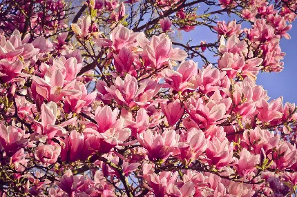 چاپ پوستر خرید تابلو دکوراتیو گل ماگنولیا با ابعاد بزرگ و چاپ عالی