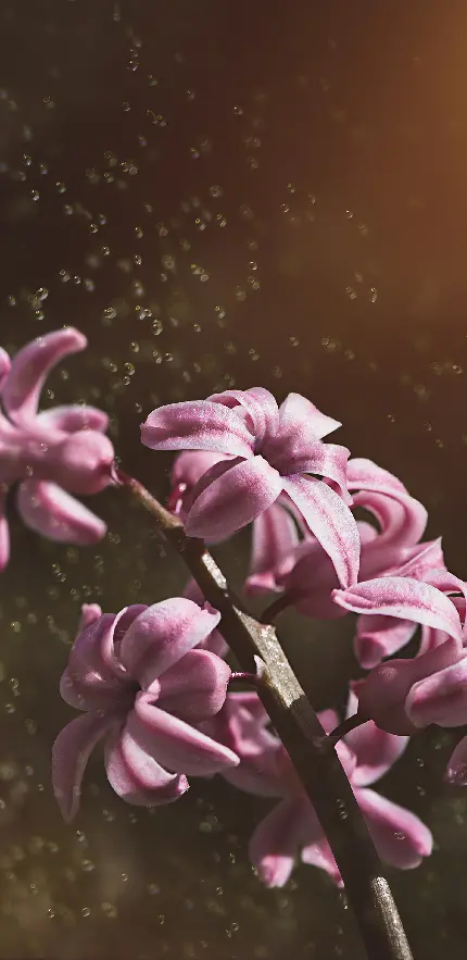 قاب موبایل سنبل خرید شاسی عکس با قیمت ارزان برای اتاق